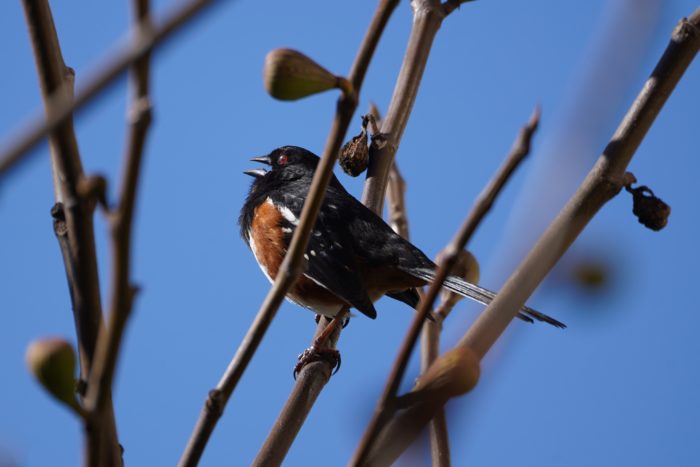 Spotted Towhee