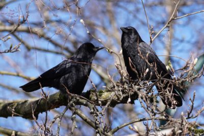 A crow couple