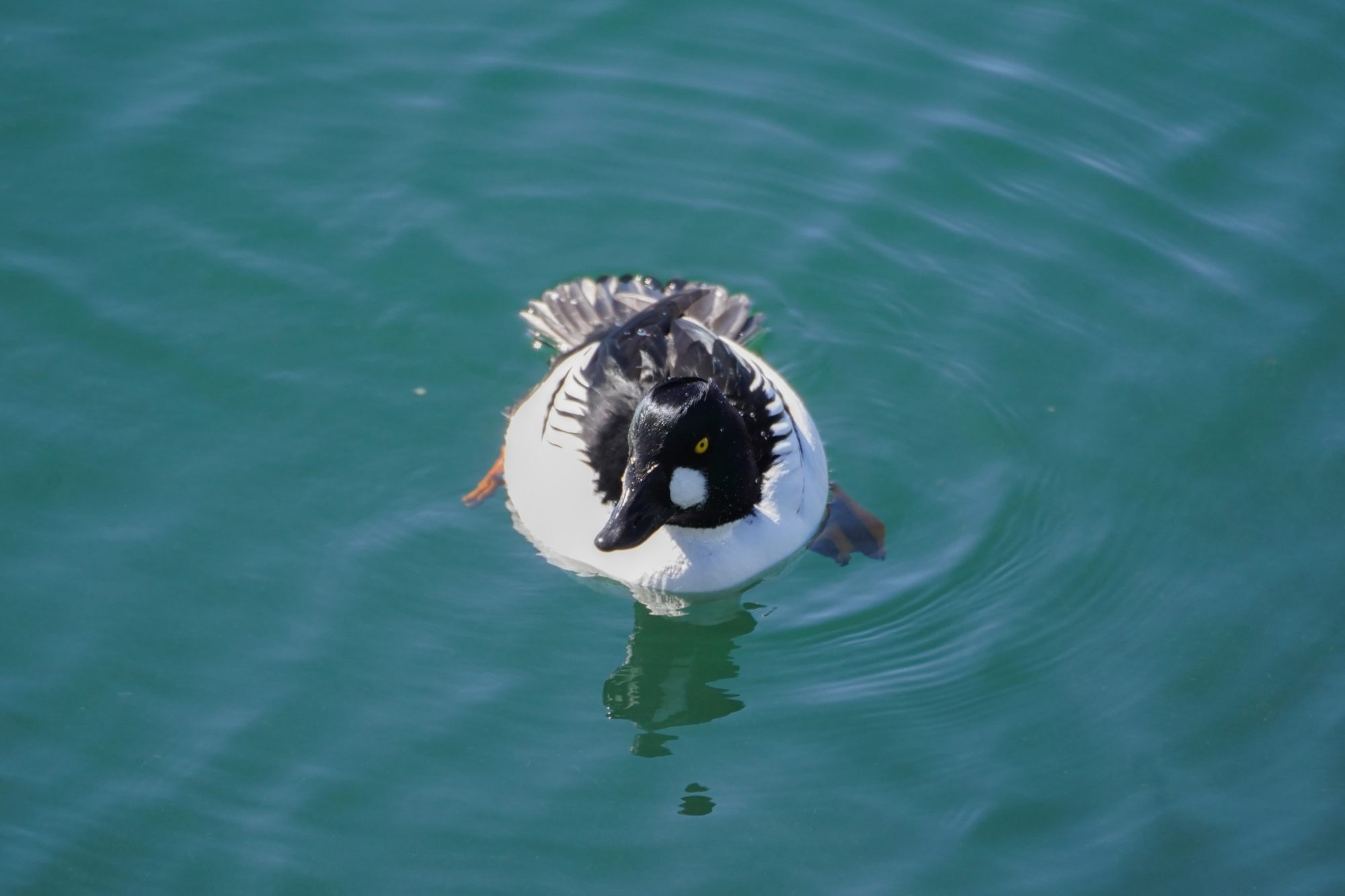 Common Goldeneye