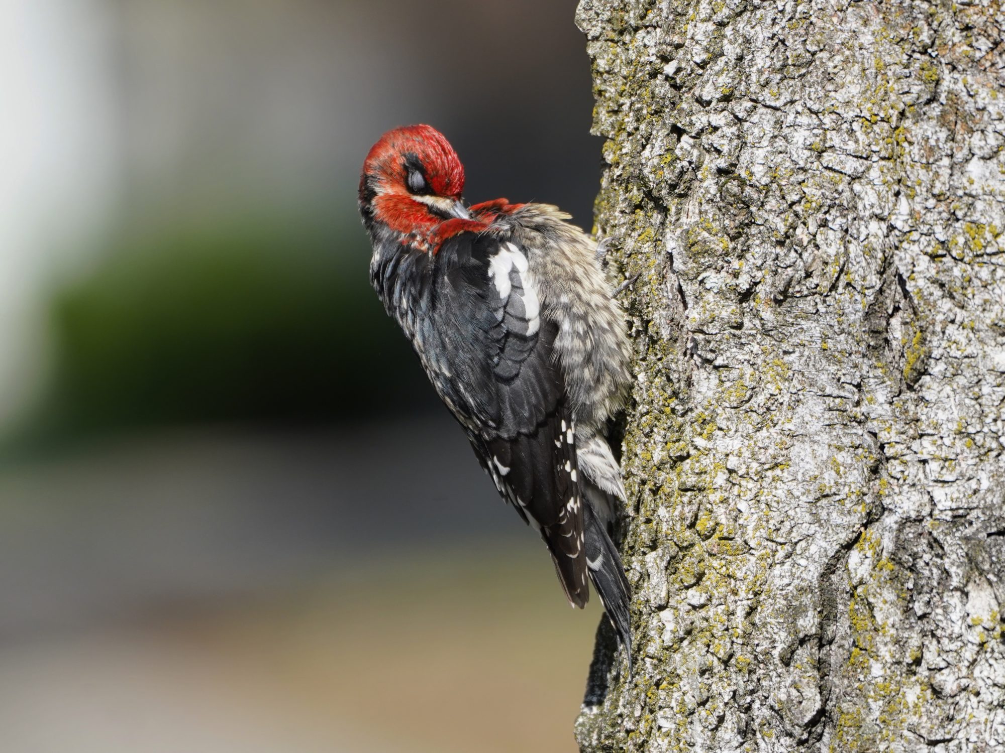 Red-breasted Sapsucker