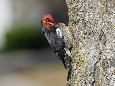 Red-breasted Sapsucker
