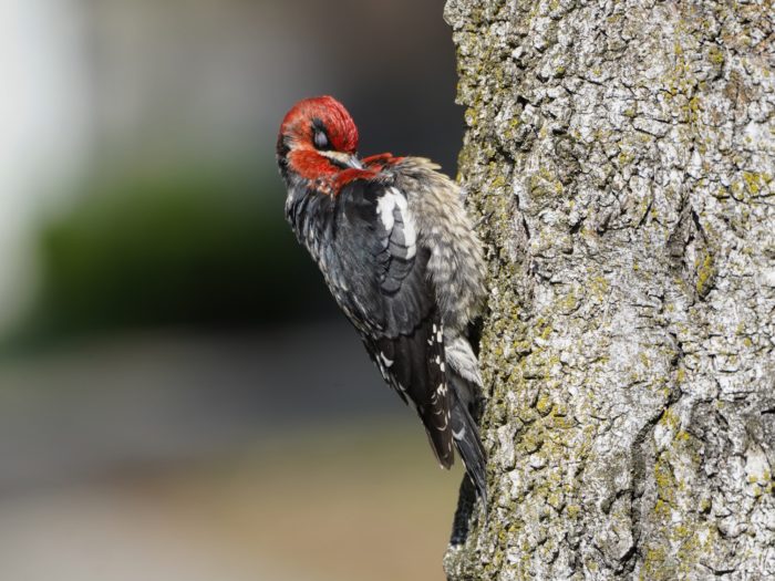 Red-breasted Sapsucker