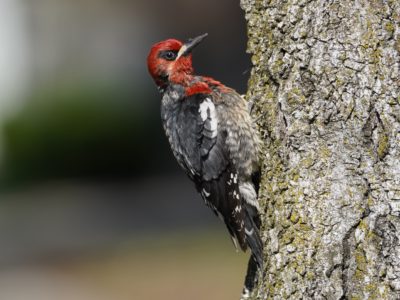 Red-breasted Sapsucker