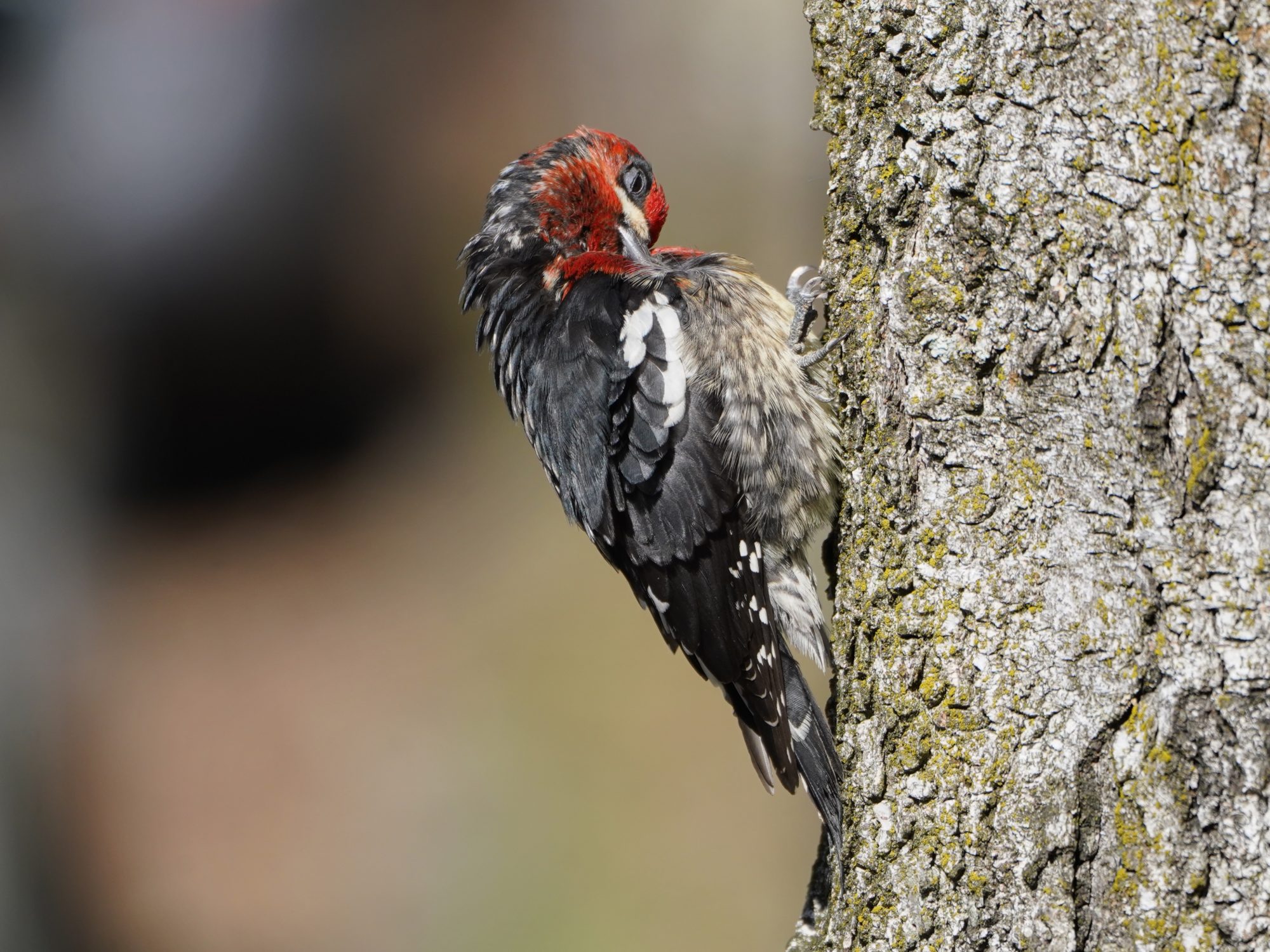 Red-breasted Sapsucker