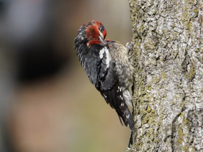 Red-breasted Sapsucker