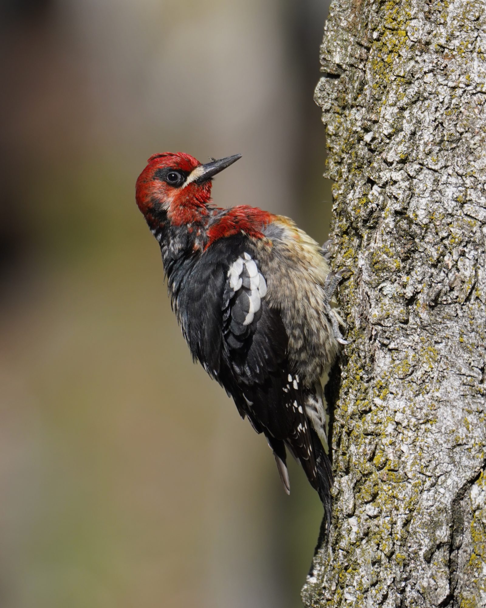 Red-breasted Sapsucker