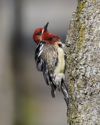 Red-breasted Sapsucker