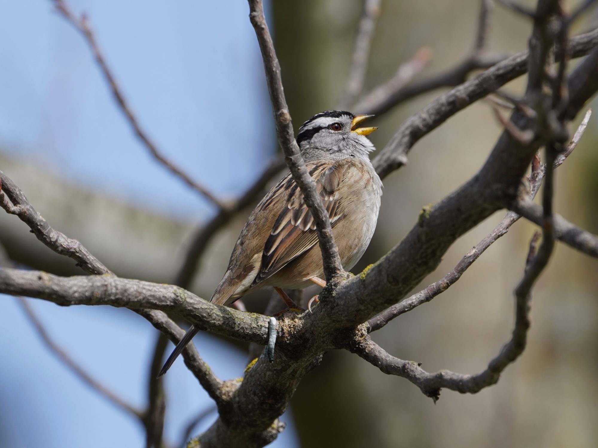 White-crowned Sparrow