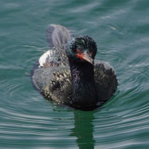Pelagic Cormorant