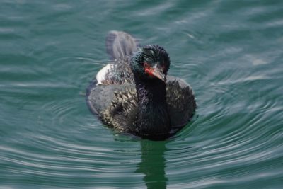 Pelagic Cormorant