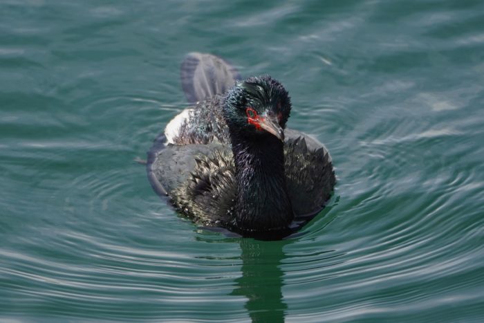 Pelagic Cormorant