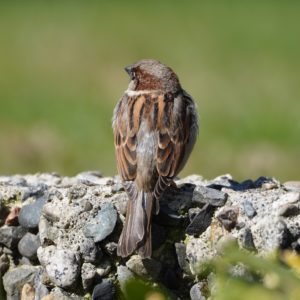 House Sparrow