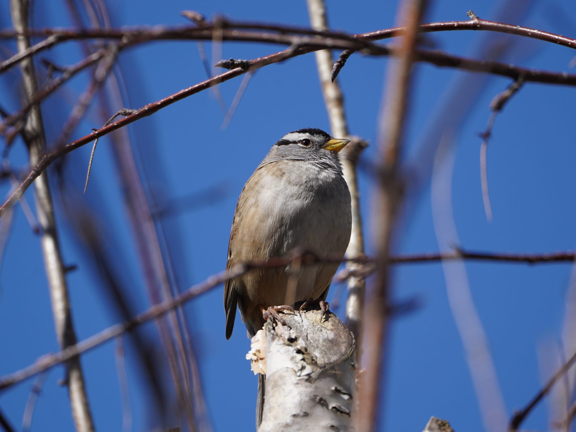 White-crowned Sparrow