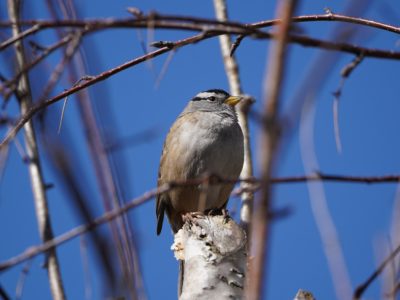 White-crowned Sparrow