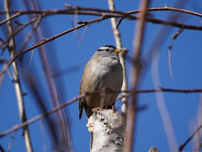 White-crowned Sparrow