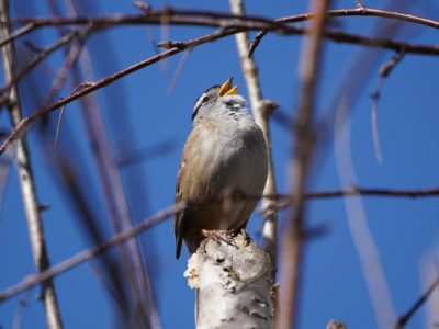 White-crowned Sparrow