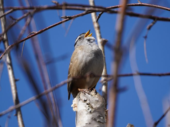 White-crowned Sparrow