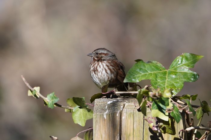 Song Sparrow