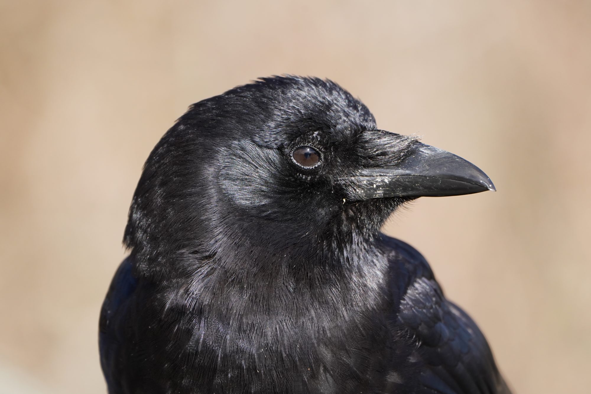 American Crow