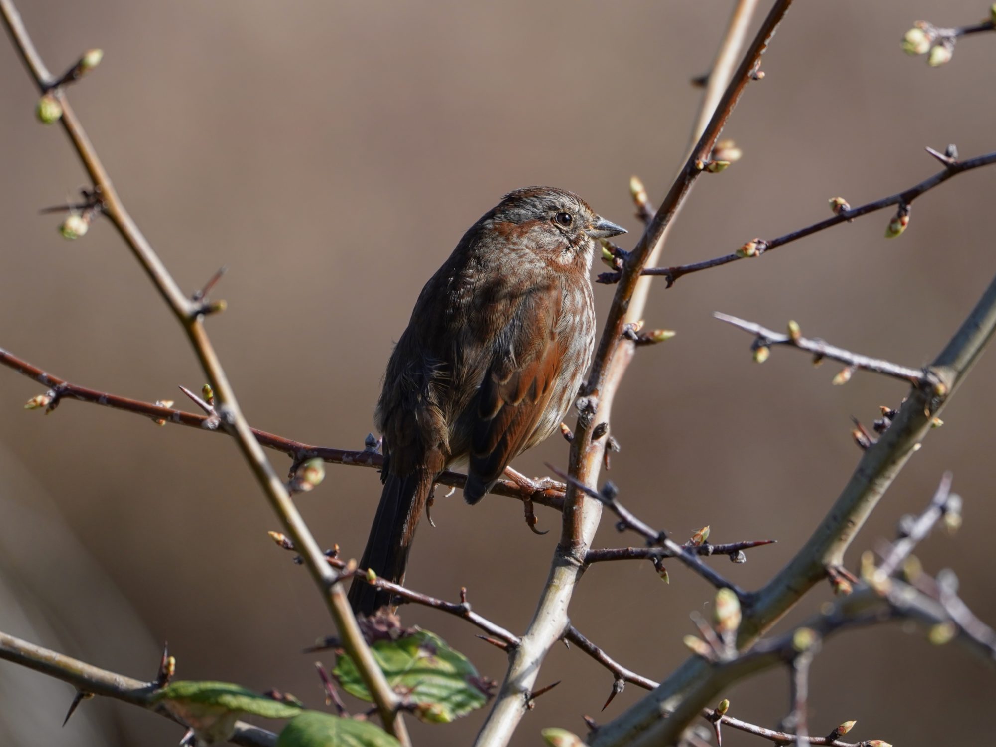 Song Sparrow