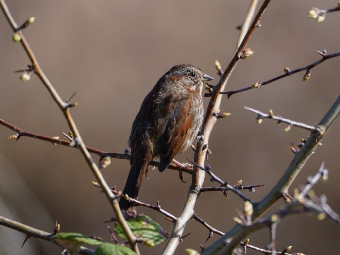 Song Sparrow