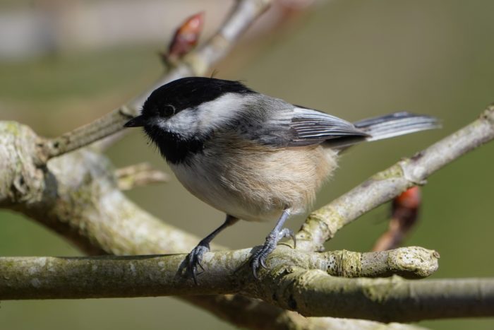 Black-capped Chickadee