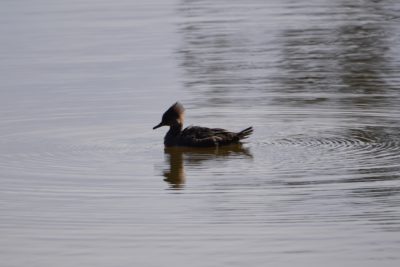 Hooded Merganser, female