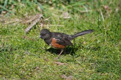 Spotted Towhee