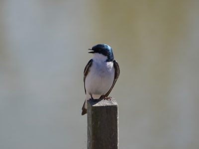 Tree Swallow