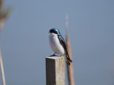 Tree Swallow