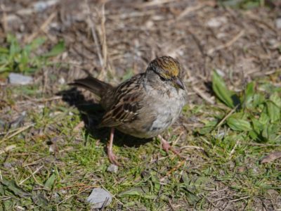 Golden-crowned Sparrow