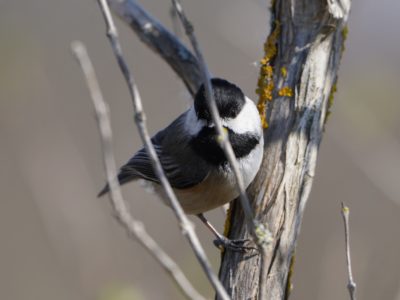 Black-capped Chickadee