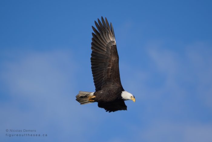 Bald Eagle in flight