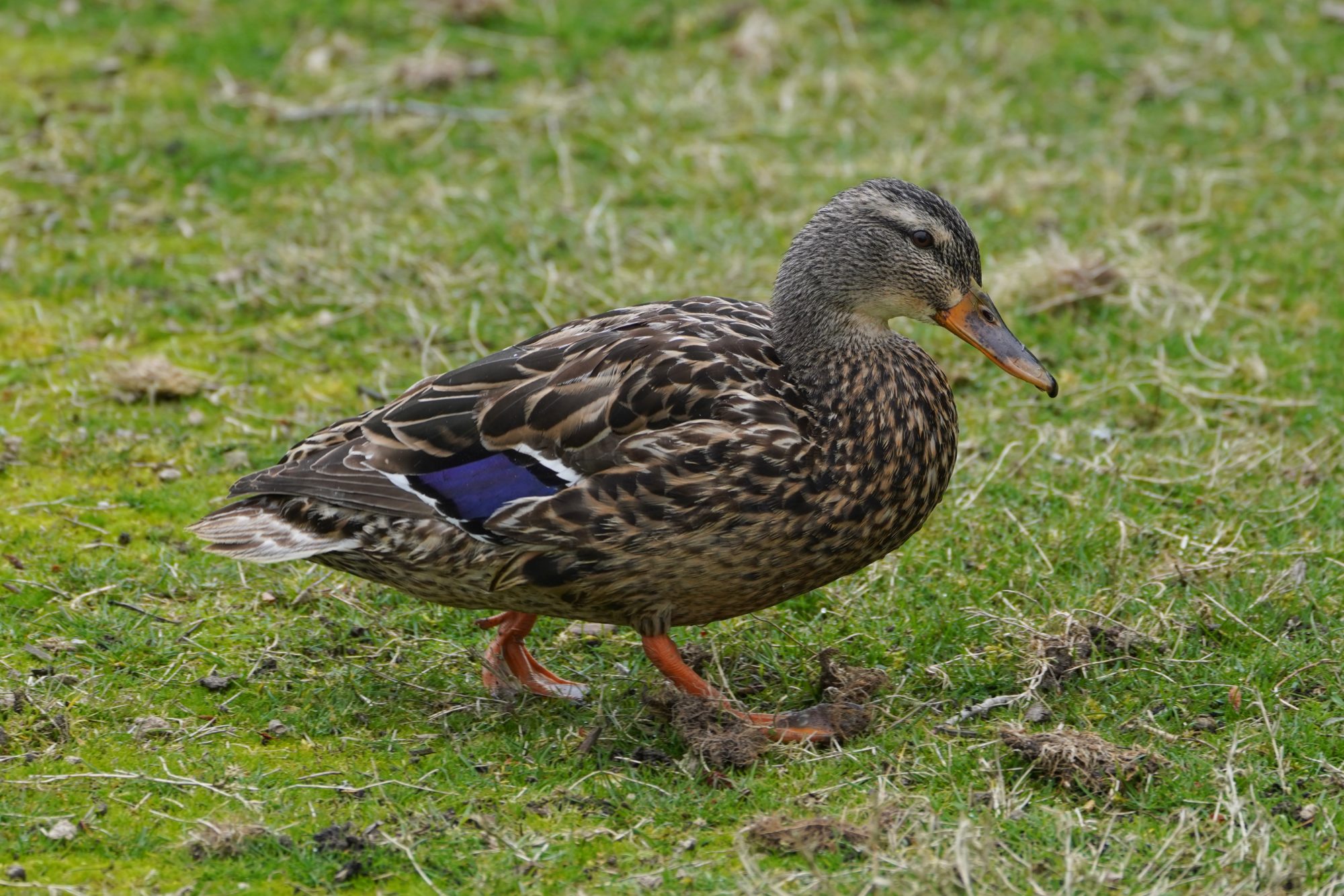 Mallard Duck, female