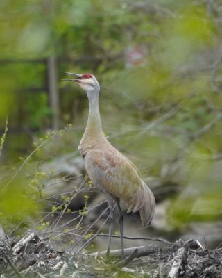 Sandhill Crane
