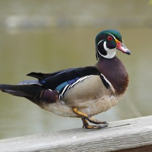 Wood Duck, male