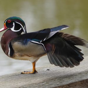 Wood Duck, male