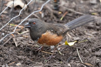 Spotted Towhee