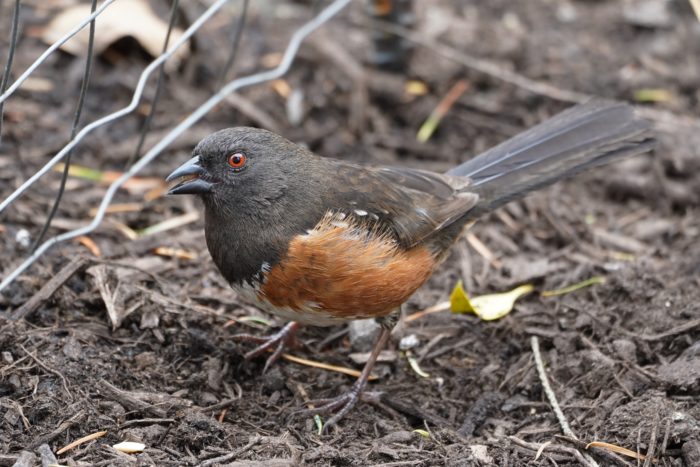 Spotted Towhee