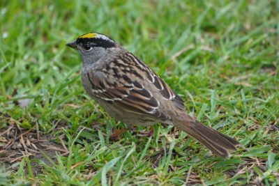 Golden-crowned Sparrow