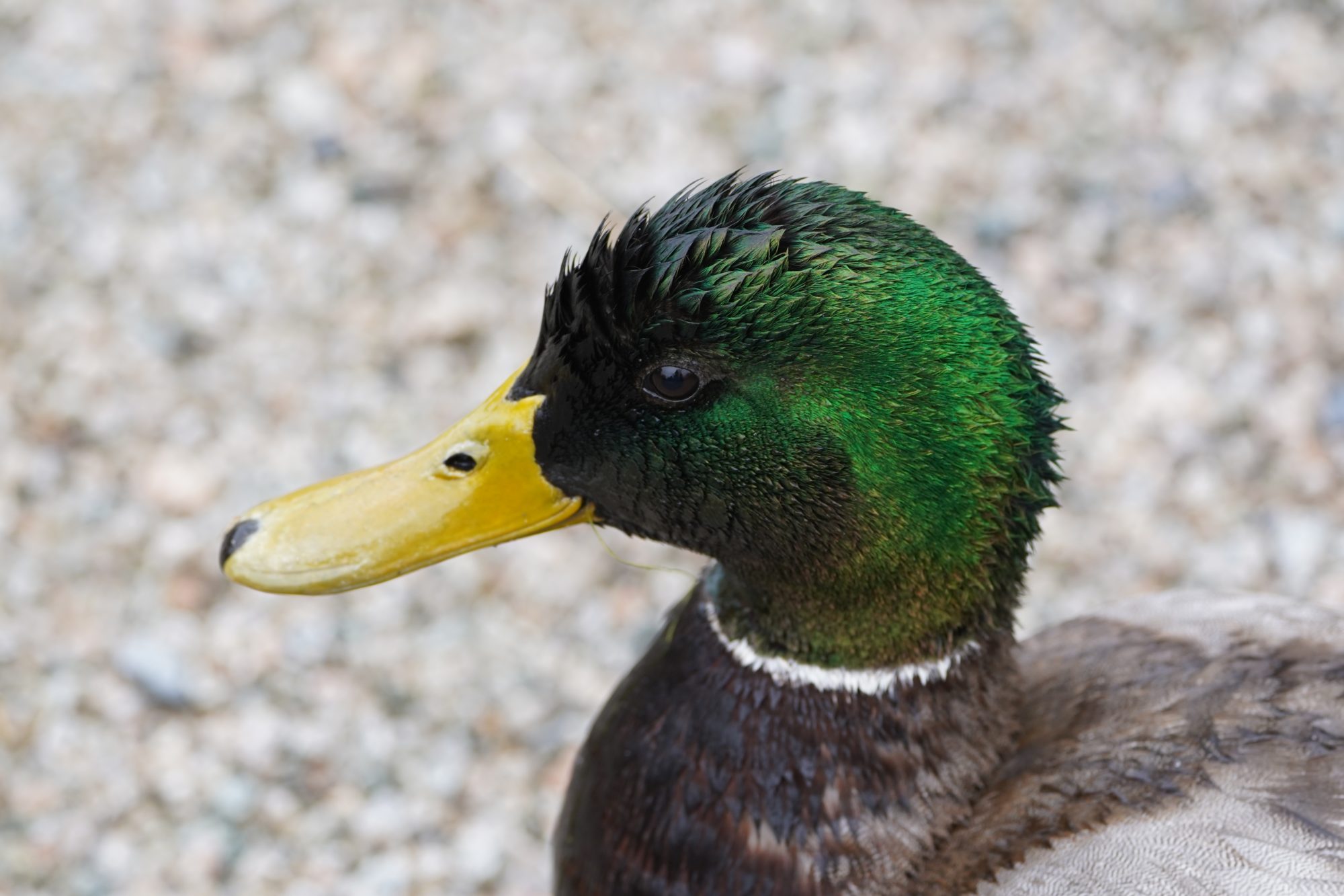 Mallard Duck