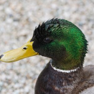 Mallard Duck