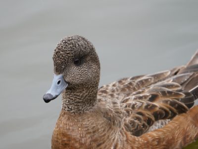 American Wigeon, female