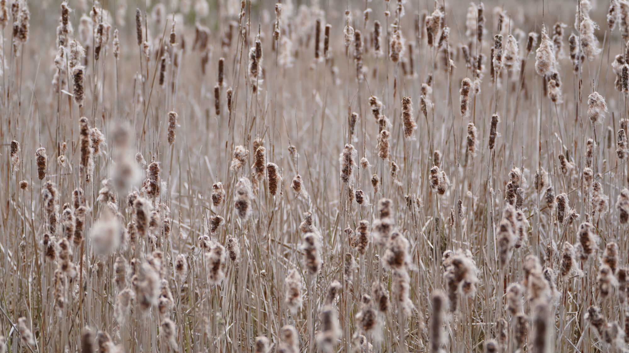 A sea of cattails