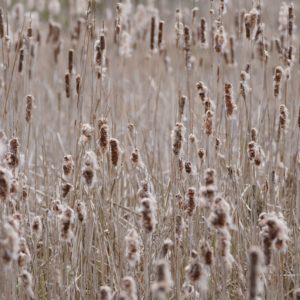 A sea of cattails