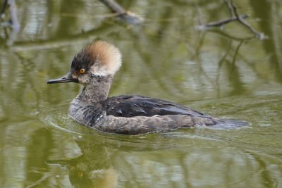 Hooded Merganser, female