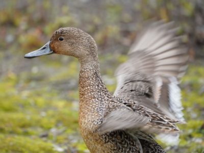 Female Northern Pintail, flapping