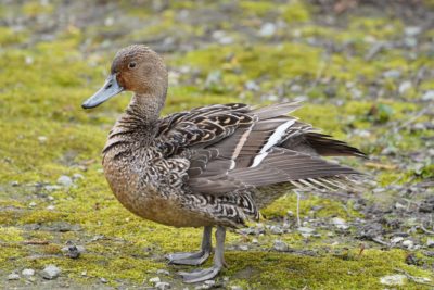 Northern Pintail