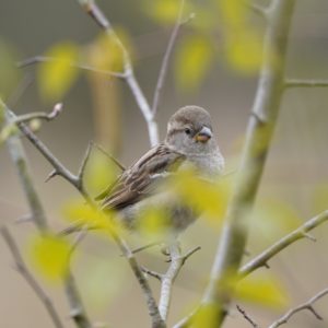House Sparrow
