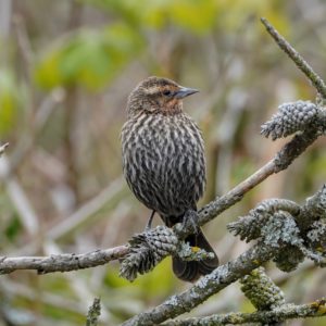 Female Red-winged Blackbird